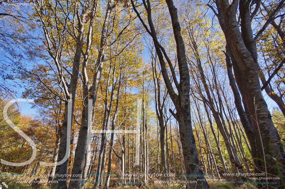 Autumn Landscape with yellow trees, Vitosha Mountain, Sofia City Region, Bulgaria