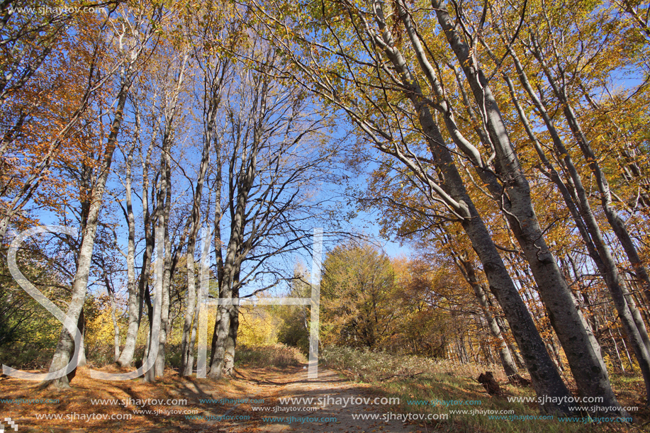 Autumn Landscape with yellow trees, Vitosha Mountain, Sofia City Region, Bulgaria