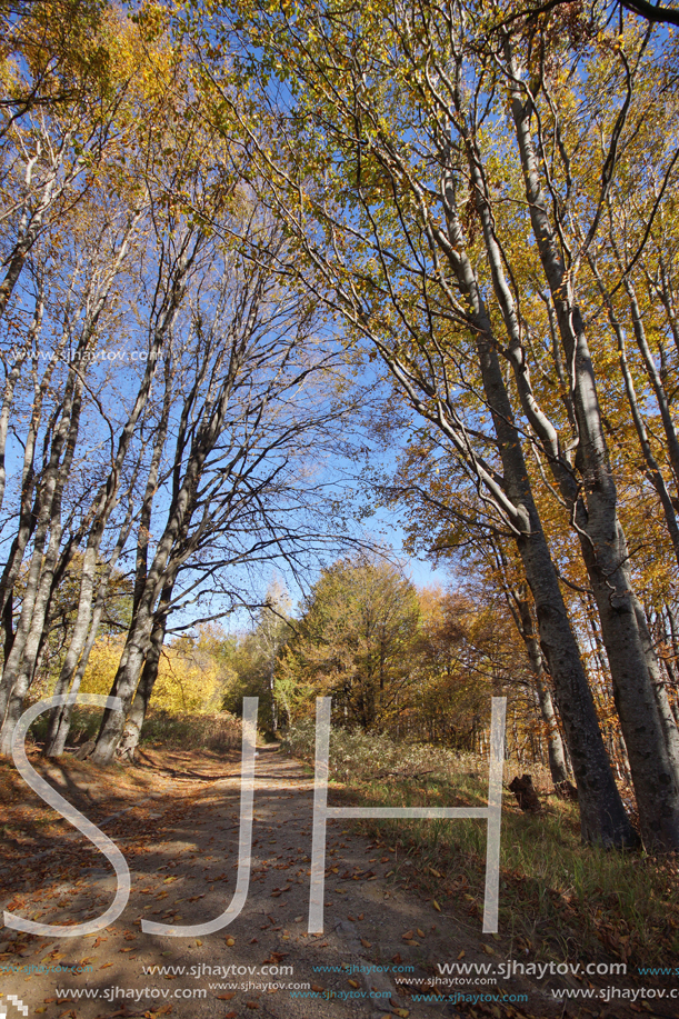 Autumn Landscape with yellow trees, Vitosha Mountain, Sofia City Region, Bulgaria