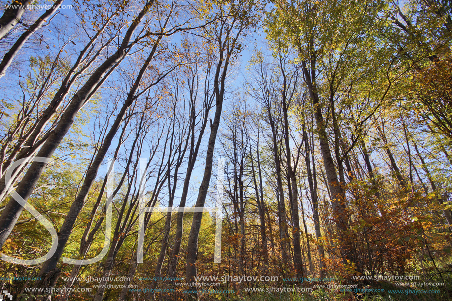 Autumn Landscape with yellow trees, Vitosha Mountain, Sofia City Region, Bulgaria