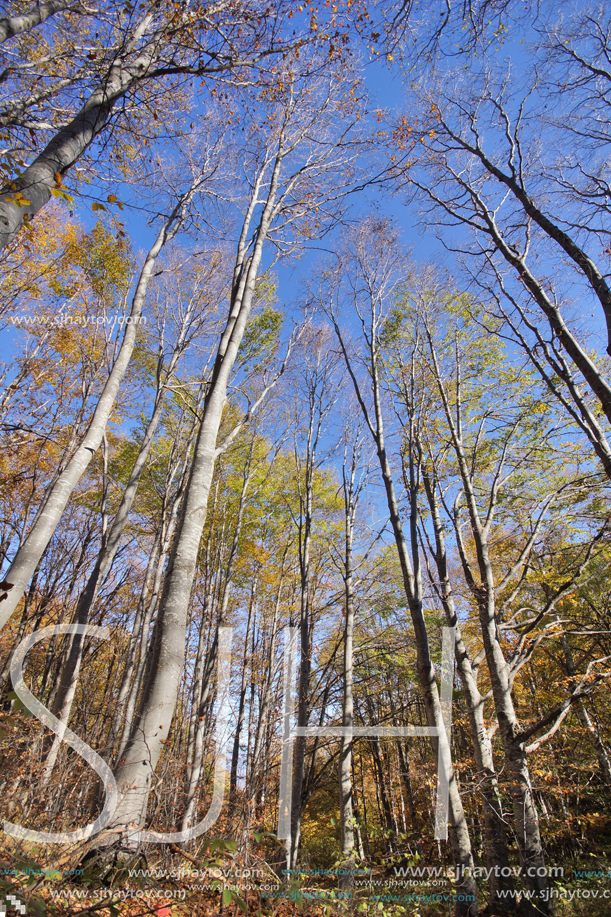 Autumn Landscape with yellow trees, Vitosha Mountain, Sofia City Region, Bulgaria