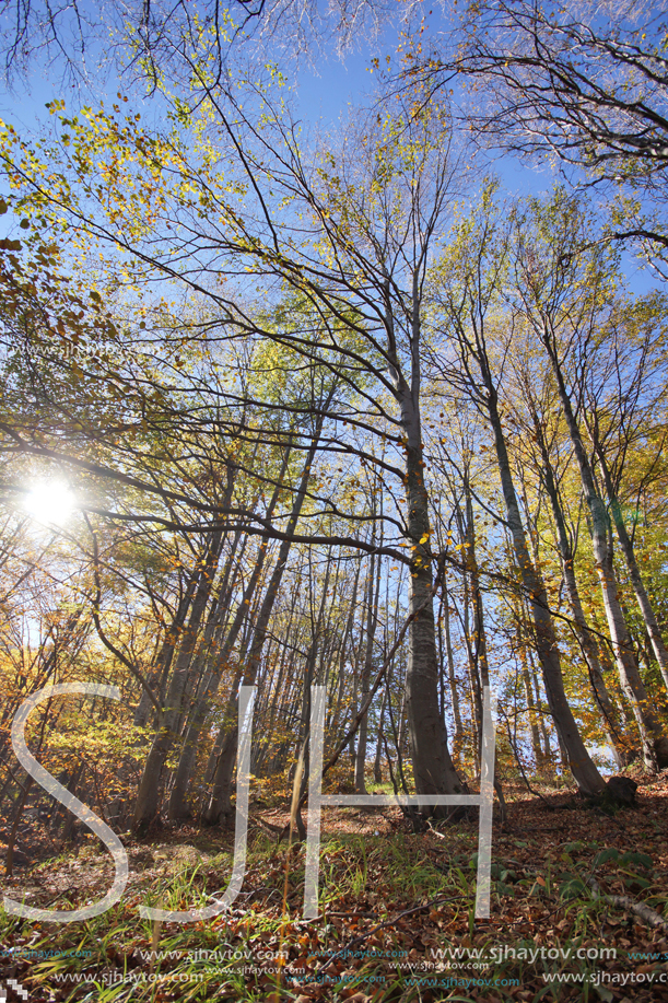 Autumn Landscape with yellow trees, Vitosha Mountain, Sofia City Region, Bulgaria