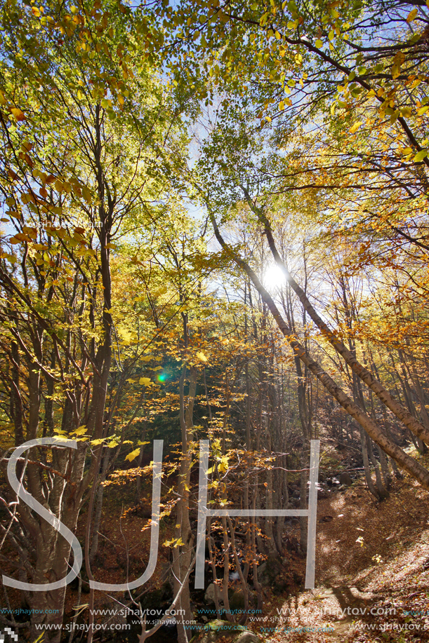 Autumn Landscape with yellow trees, Vitosha Mountain, Sofia City Region, Bulgaria