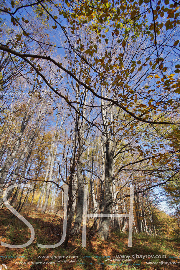 Autumn Landscape with yellow trees, Vitosha Mountain, Sofia City Region, Bulgaria