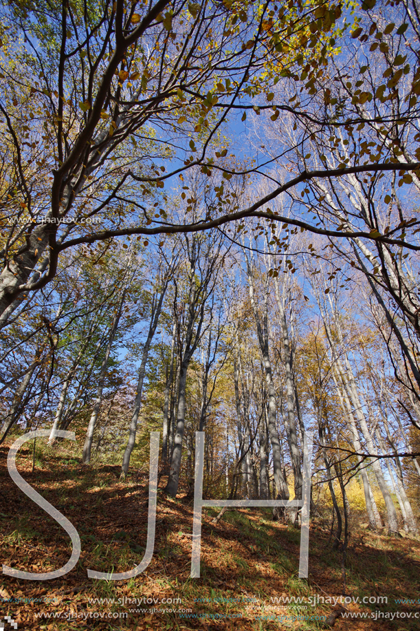 Autumn Landscape with yellow trees, Vitosha Mountain, Sofia City Region, Bulgaria