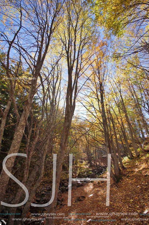 Autumn Landscape with yellow trees, Vitosha Mountain, Sofia City Region, Bulgaria