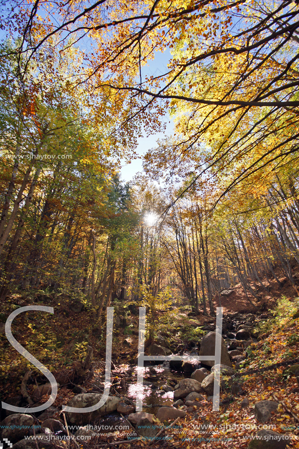 Autumn Landscape with yellow trees, Vitosha Mountain, Sofia City Region, Bulgaria