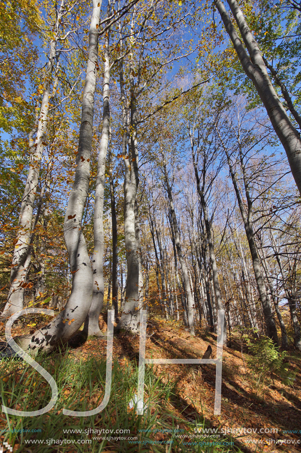 Autumn Landscape with yellow trees, Vitosha Mountain, Sofia City Region, Bulgaria