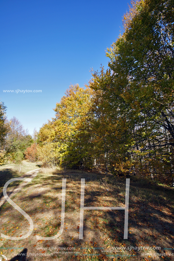 Autumn Landscape with yellow trees, Vitosha Mountain, Sofia City Region, Bulgaria