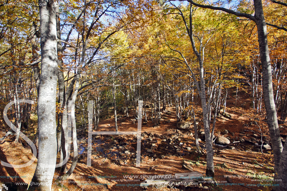 Autumn Landscape with yellow trees, Vitosha Mountain, Sofia City Region, Bulgaria