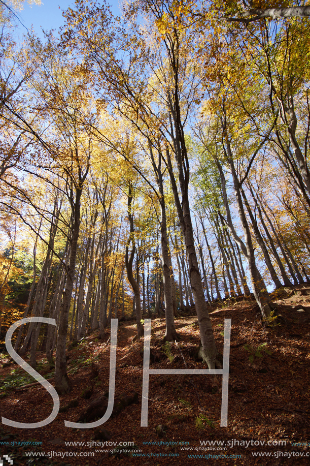 Autumn Landscape with yellow trees, Vitosha Mountain, Sofia City Region, Bulgaria