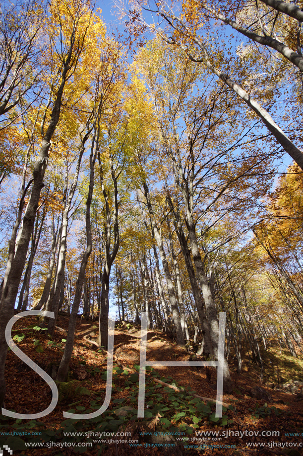 Autumn Landscape with yellow trees, Vitosha Mountain, Sofia City Region, Bulgaria