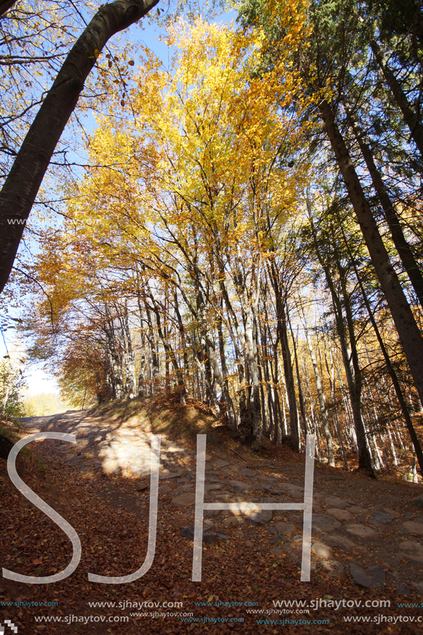 Autumn Landscape with yellow trees, Vitosha Mountain, Sofia City Region, Bulgaria