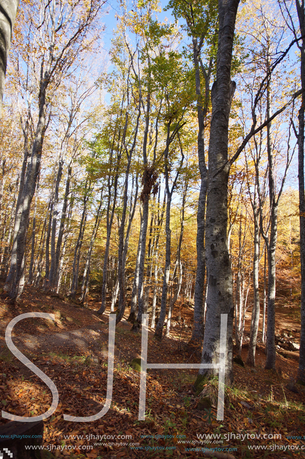 Autumn Landscape with yellow trees, Vitosha Mountain, Sofia City Region, Bulgaria