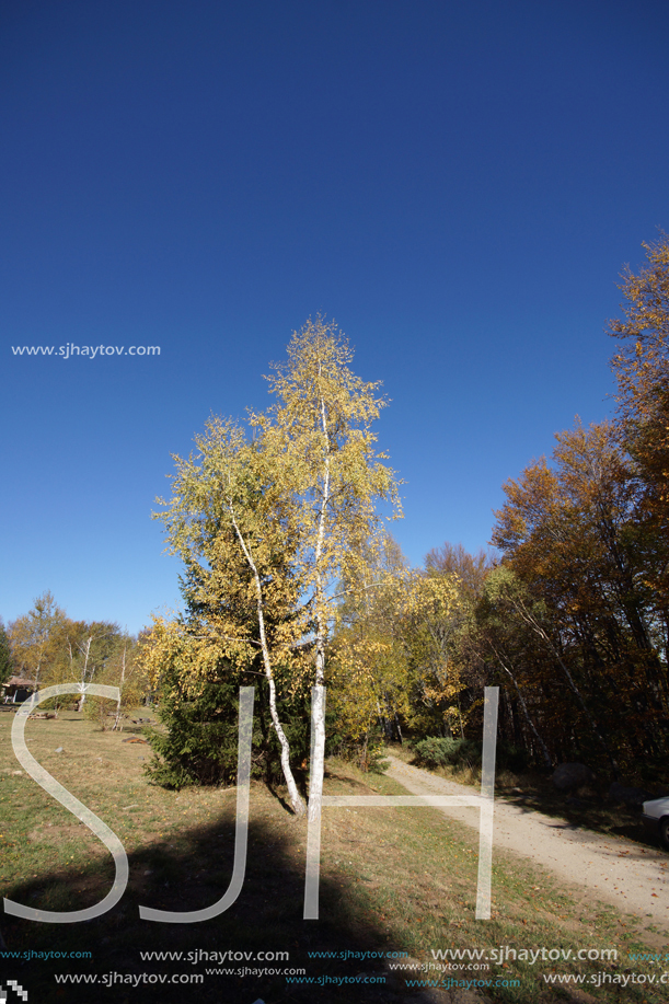 Autumn Landscape with yellow trees, Vitosha Mountain, Sofia City Region, Bulgaria