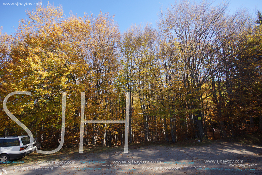 Autumn Landscape with yellow trees, Vitosha Mountain, Sofia City Region, Bulgaria