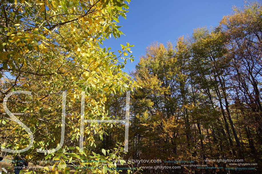 Autumn Landscape with yellow trees, Vitosha Mountain, Sofia City Region, Bulgaria