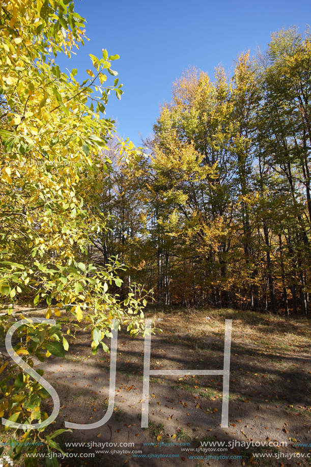 Autumn Landscape with yellow trees, Vitosha Mountain, Sofia City Region, Bulgaria