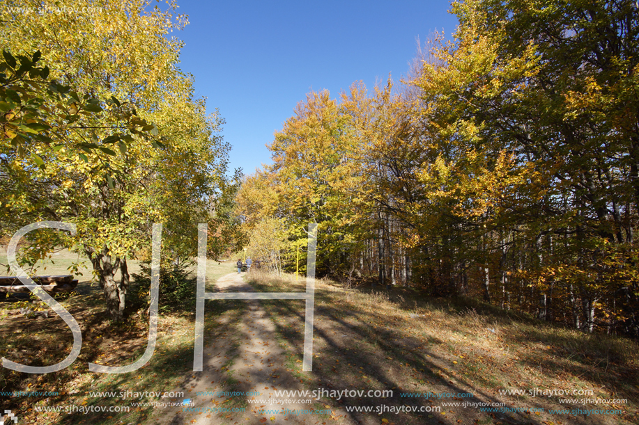 Autumn Landscape with yellow trees, Vitosha Mountain, Sofia City Region, Bulgaria