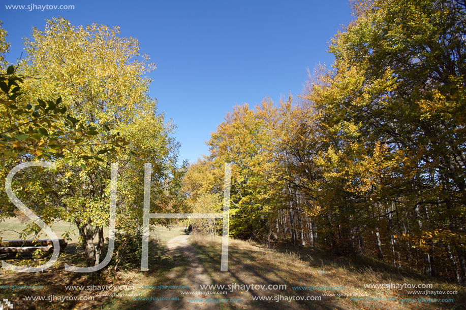 Autumn Landscape with yellow trees, Vitosha Mountain, Sofia City Region, Bulgaria