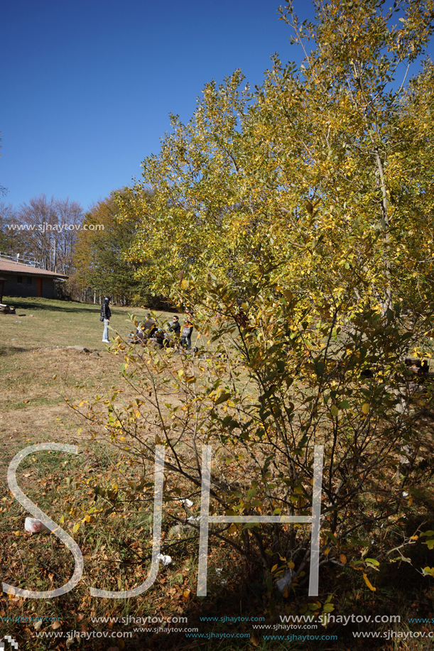 Autumn Landscape with yellow trees, Vitosha Mountain, Sofia City Region, Bulgaria