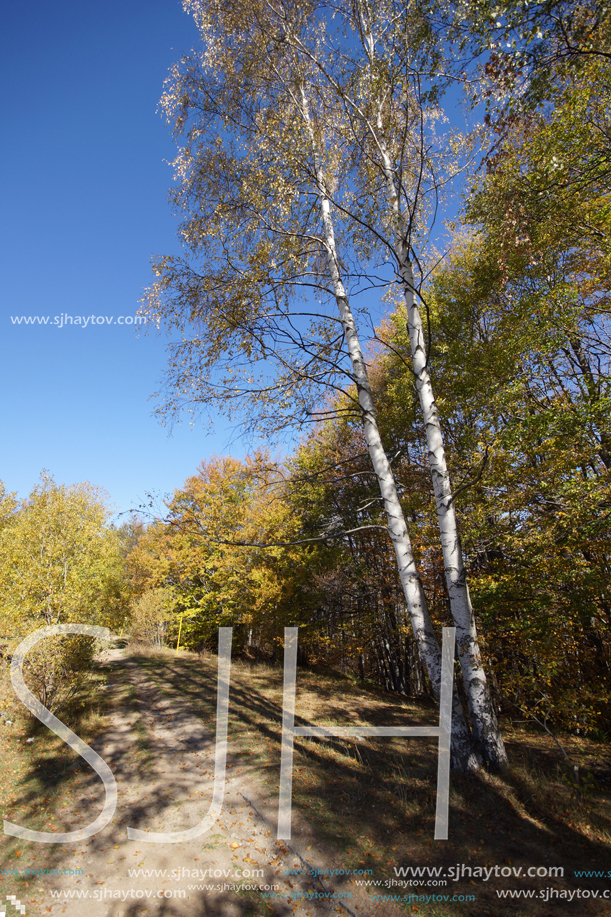 Autumn Landscape with yellow trees, Vitosha Mountain, Sofia City Region, Bulgaria