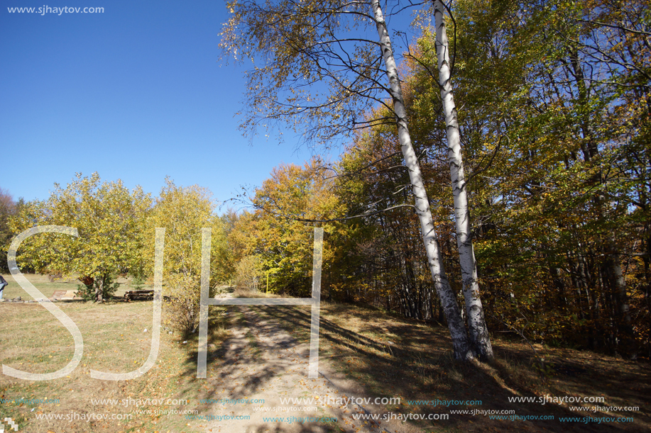 Autumn Landscape with yellow trees, Vitosha Mountain, Sofia City Region, Bulgaria