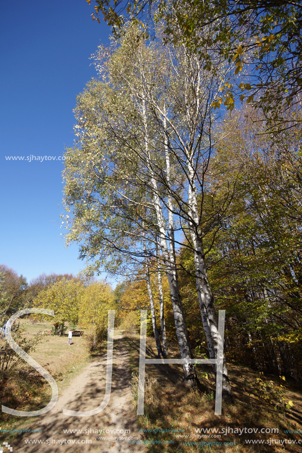 Autumn Landscape with yellow trees, Vitosha Mountain, Sofia City Region, Bulgaria