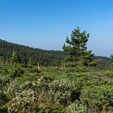 Landscape of Begovitsa River Valley, Pirin Mountain, Bulgaria