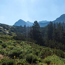 Landscape of Begovitsa River Valley, Pirin Mountain, Bulgaria