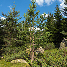 Amazing Landscape of Begovitsa River Valley, Pirin Mountain, Bulgaria