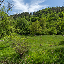 Spring landscape of Green Hills near village of Fotinovo in Rhodopes Mountain, Pazardzhik region, Bulgaria