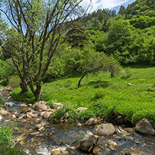 Landscape of Fotinovo River near village of Fotinovo in Rhodopes Mountain, Pazardzhik region, Bulgaria
