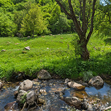 Landscape of Fotinovo River near village of Fotinovo in Rhodopes Mountain, Pazardzhik region, Bulgaria