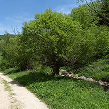 Spring landscape of Green Hills near village of Fotinovo in Rhodopes Mountain, Pazardzhik region, Bulgaria