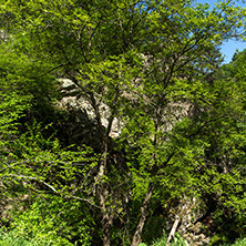 Amazing Landscape near Fotinovo waterfalls (Fotinski waterfall) in Rhodopes Mountain, Pazardzhik region, Bulgaria