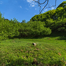 Amazing landscape of Green Hills near village of Fotinovo in Rhodopes Mountain, Pazardzhik region, Bulgaria