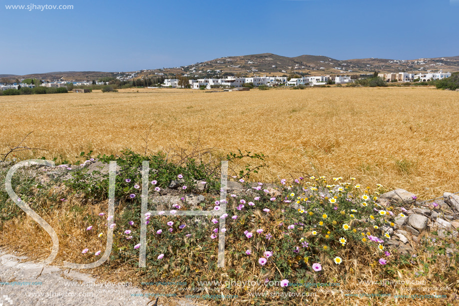 Typical Rural landscape near town of Parakia, Paros island, Cyclades, Greece