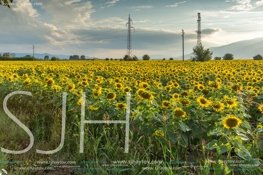 Amazing sunset landscape of sunflower field at Kazanlak Valley, Stara Zagora Region, Bulgaria