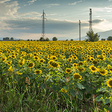 Amazing sunset landscape of sunflower field at Kazanlak Valley, Stara Zagora Region, Bulgaria