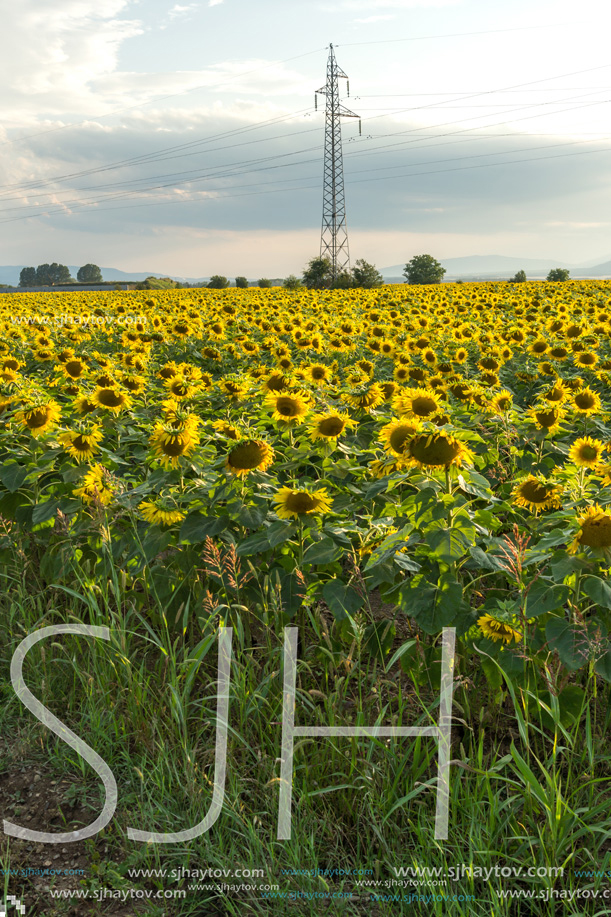 Amazing sunset landscape of sunflower field at Kazanlak Valley, Stara Zagora Region, Bulgaria