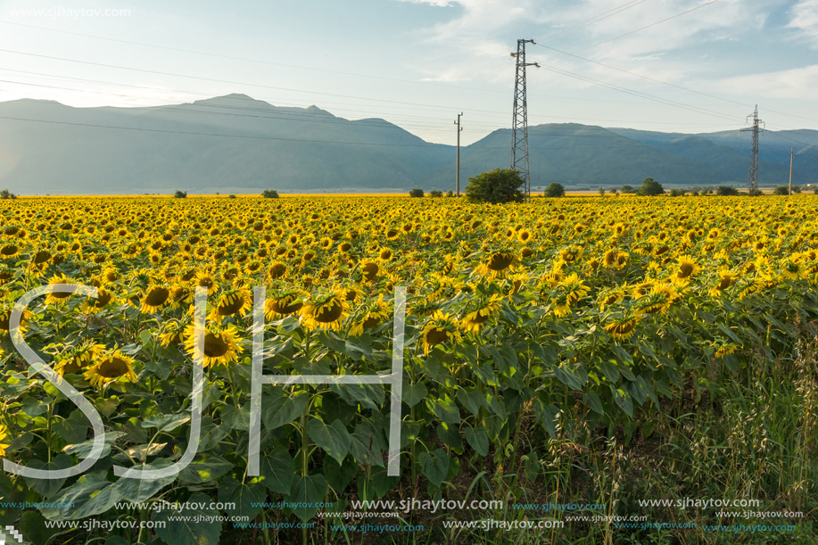 Amazing sunset landscape of sunflower field at Kazanlak Valley, Stara Zagora Region, Bulgaria