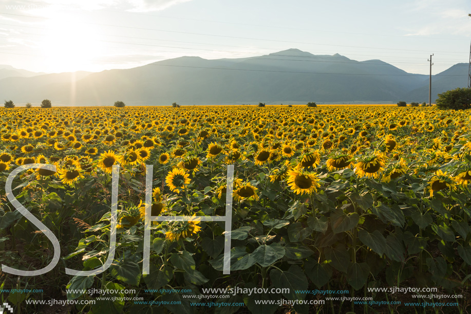 Amazing sunset landscape of sunflower field at Kazanlak Valley, Stara Zagora Region, Bulgaria