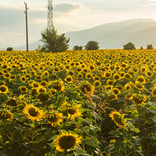 Amazing sunset landscape of sunflower field at Kazanlak Valley, Stara Zagora Region, Bulgaria