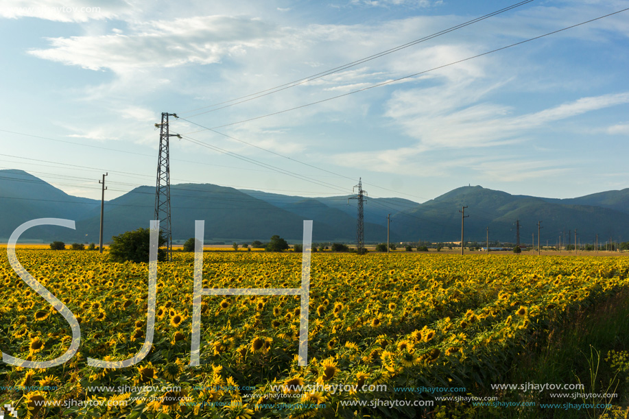 Amazing sunset landscape of sunflower field at Kazanlak Valley, Stara Zagora Region, Bulgaria