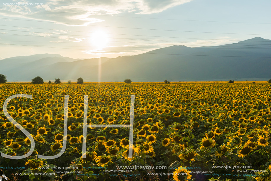 Amazing sunset landscape of sunflower field at Kazanlak Valley, Stara Zagora Region, Bulgaria