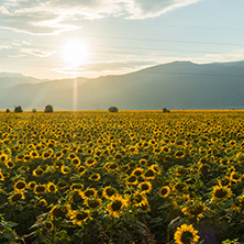 Amazing sunset landscape of sunflower field at Kazanlak Valley, Stara Zagora Region, Bulgaria