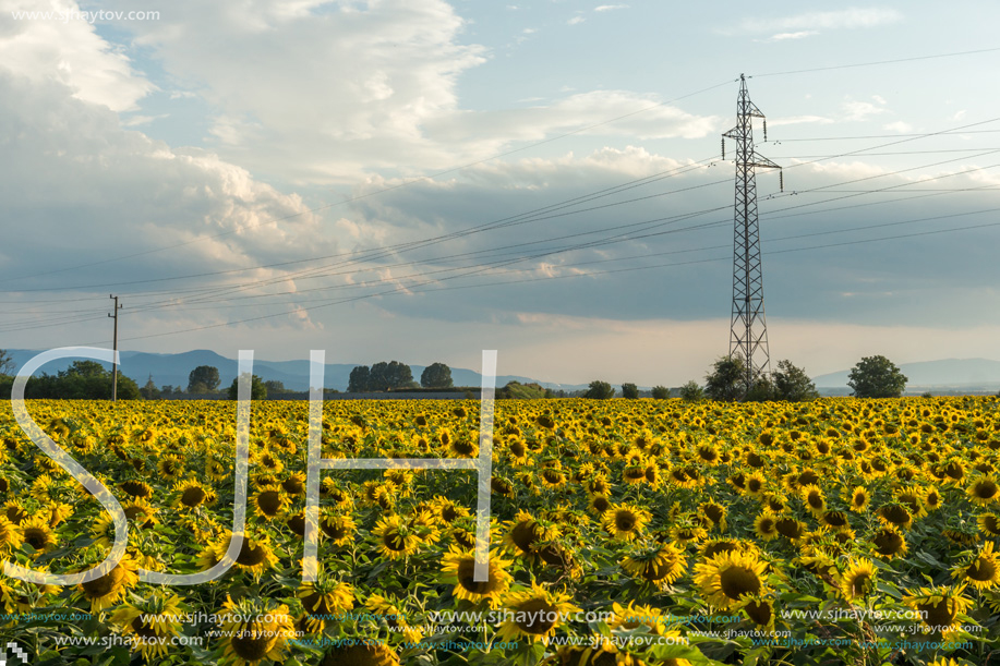 Amazing sunset landscape of sunflower field at Kazanlak Valley, Stara Zagora Region, Bulgaria