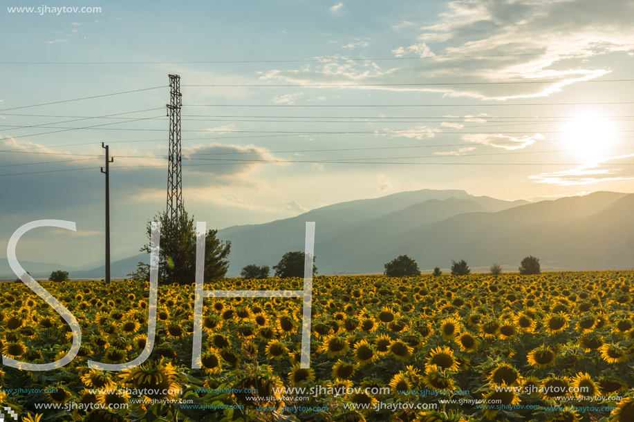 Amazing sunset landscape of sunflower field at Kazanlak Valley, Stara Zagora Region, Bulgaria