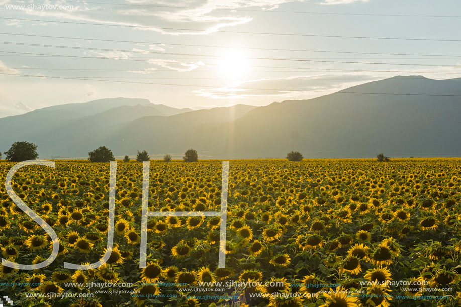 Amazing sunset landscape of sunflower field at Kazanlak Valley, Stara Zagora Region, Bulgaria